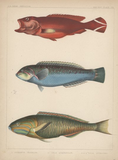 1. Serranus Urodelus, 2. Julis Quadricolor, 3. Julis Lutescens, 1855 von H. Patterson